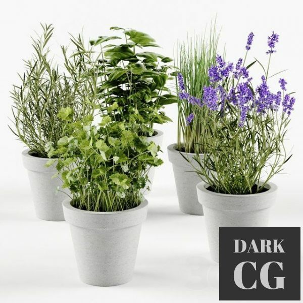 3D Model Herbs in concrete pots
