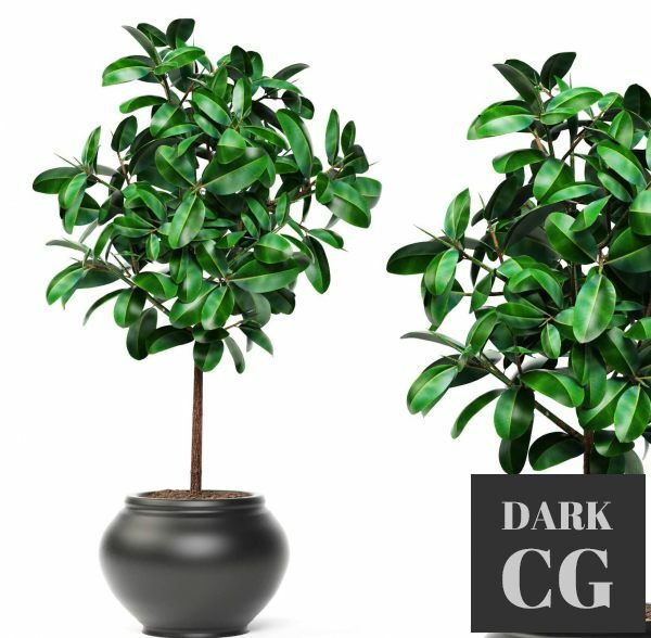 3D Model Big ficus