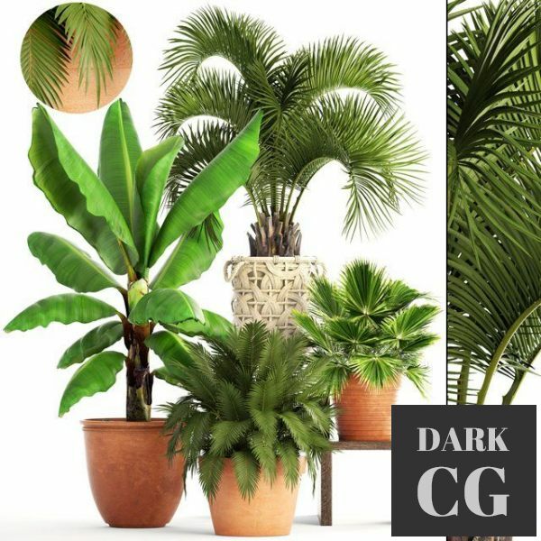 3D Model Plants 152