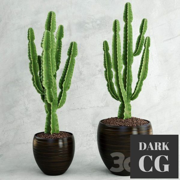 3D Model Cactus Euphorbia ingens