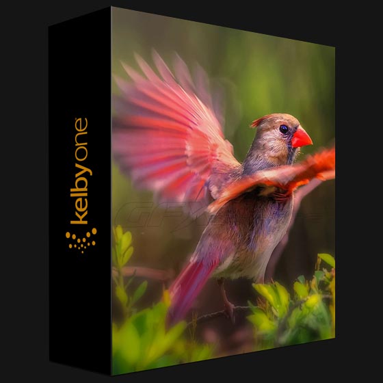 KelbyOne Backyard Bird Photography and Beyond with Rick Sammon