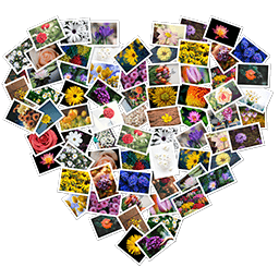 FigrCollage 3 2 7 Pro download