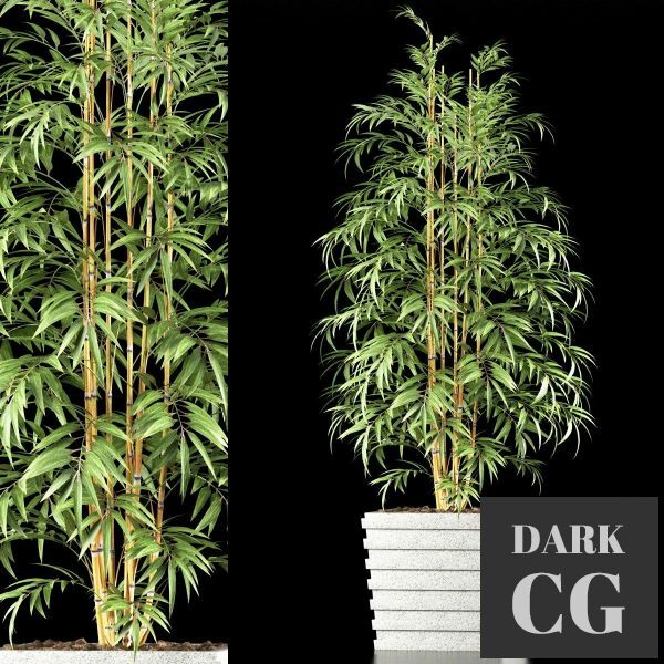 3D Model Bamboo plants 61