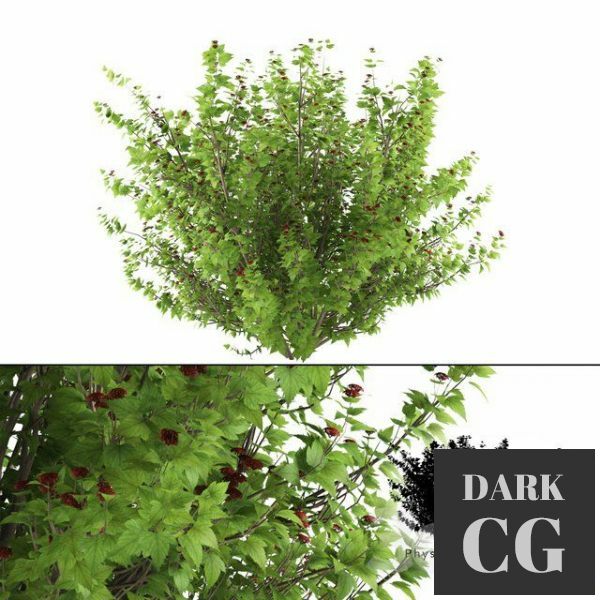 3D Model Pustyrplodnik kalinistilny bush Physocarpus opulifolius