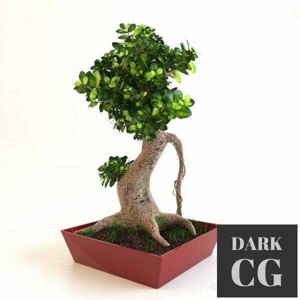 3D Model bonsai tree