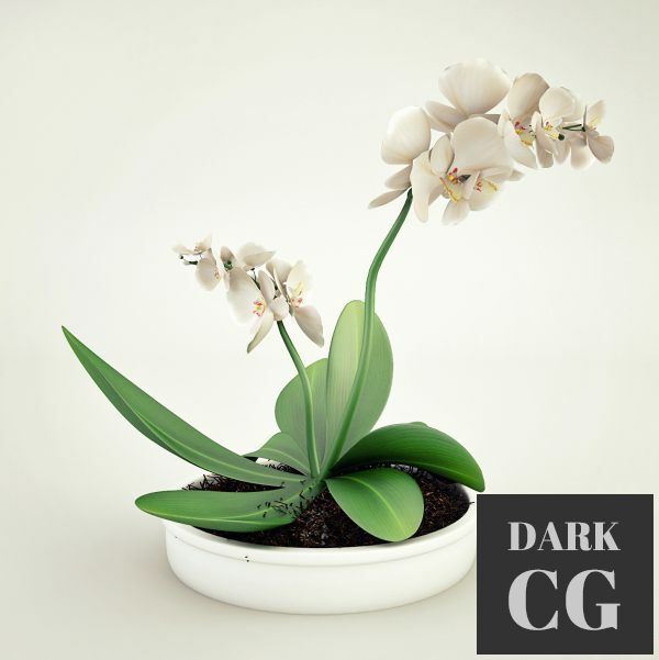 3D Model White orchids in a pot