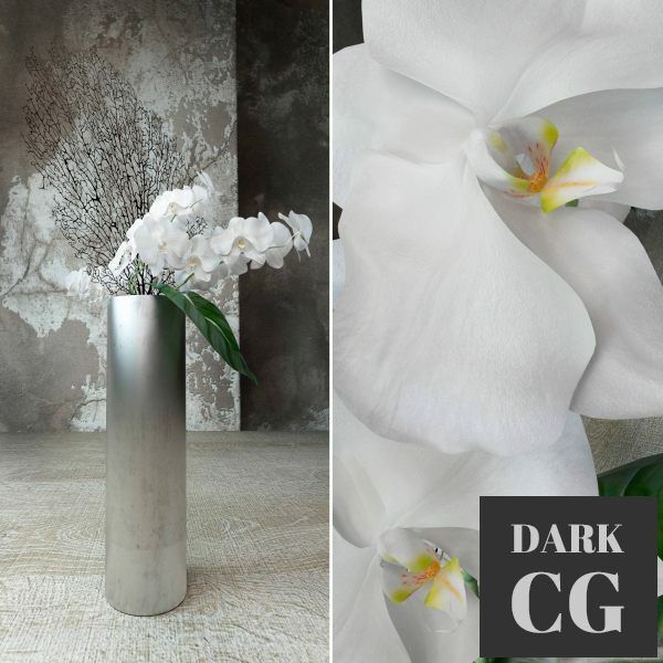 3D Model Orchids 15