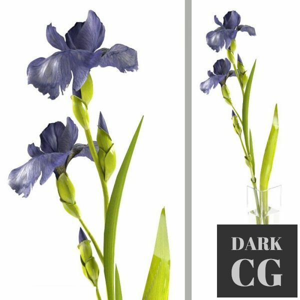 3D Model Iris sprig in a rectangular vase