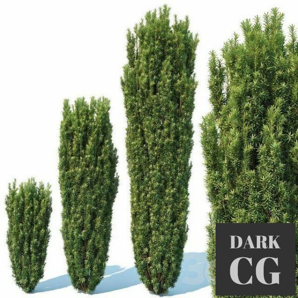 3D Model Taxus Baccata 1 Fastigiata Robusta V2