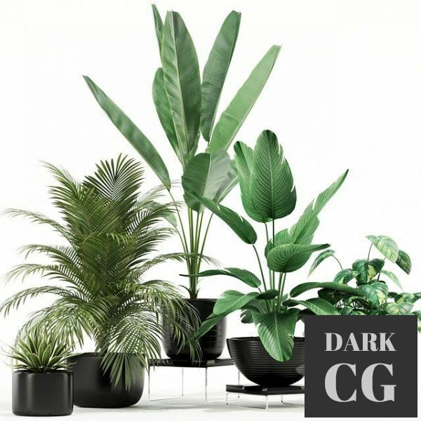 3D Model Plants collection 119