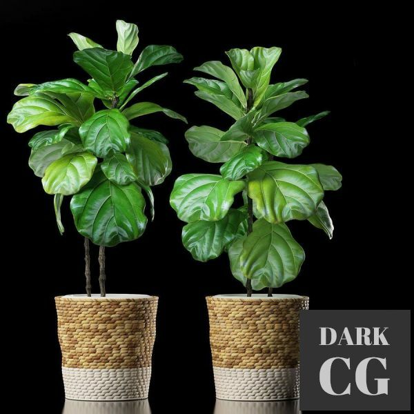 3D Model Plants 178