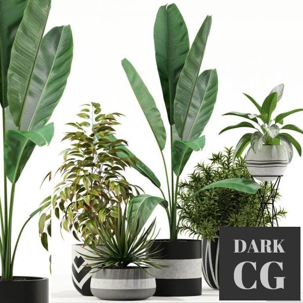 3D Model Plants collection 114