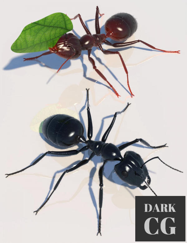 Daz3D, Poser: Garden Ant