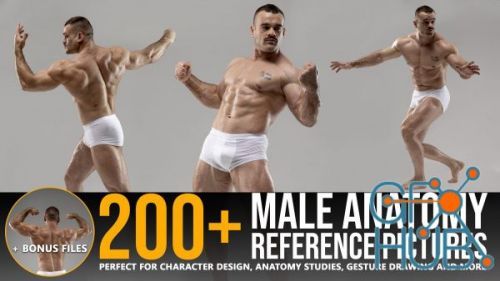 200 Male Anatomy Reference Pictures