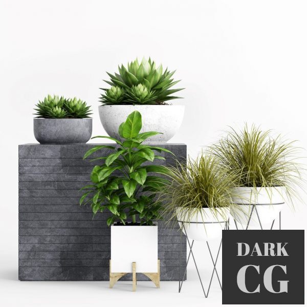 3D Model Plants 78