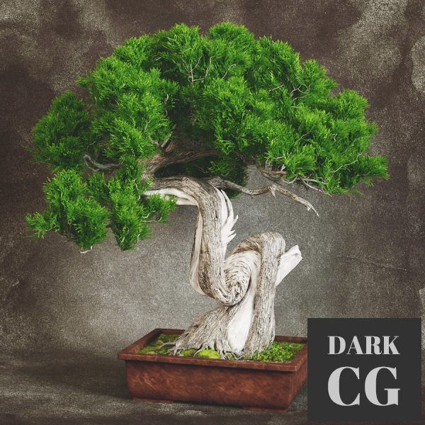 3D Model Bonsai 2