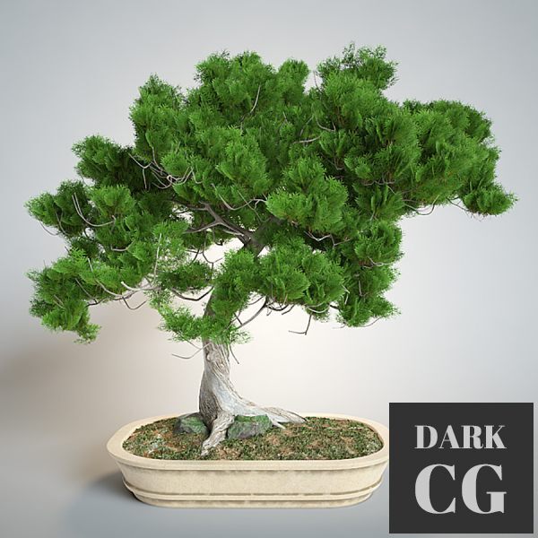 3D Model Bonsai