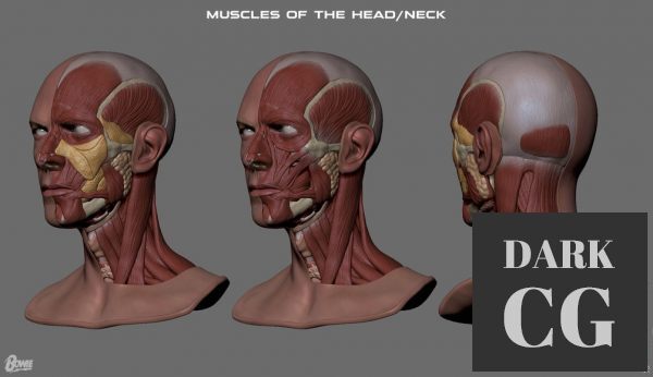 3D Model David Bowie Face Anatomy Ecorche