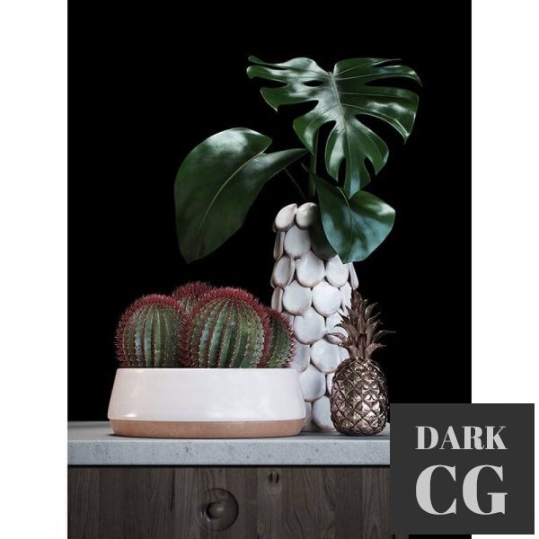 3D Model Cacti set