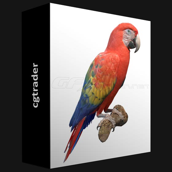 Cgtrader Scarlet Macaw 3D model