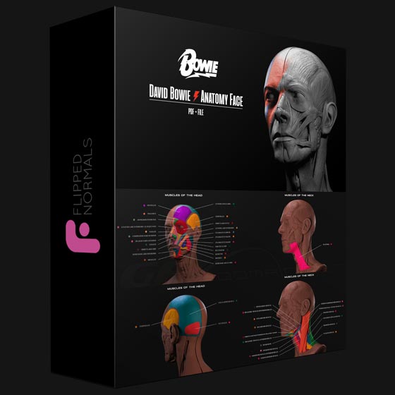 Flipped Normals David Bowie Face Anatomy Ecorche