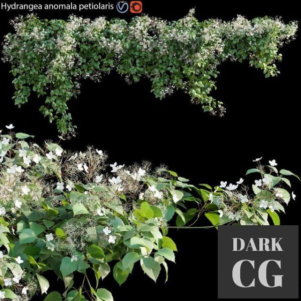 3D Model Hydrangea anomala petiolaris Climbing Hydrangea 01