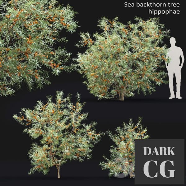 3D Model Sea Buckthorn 1