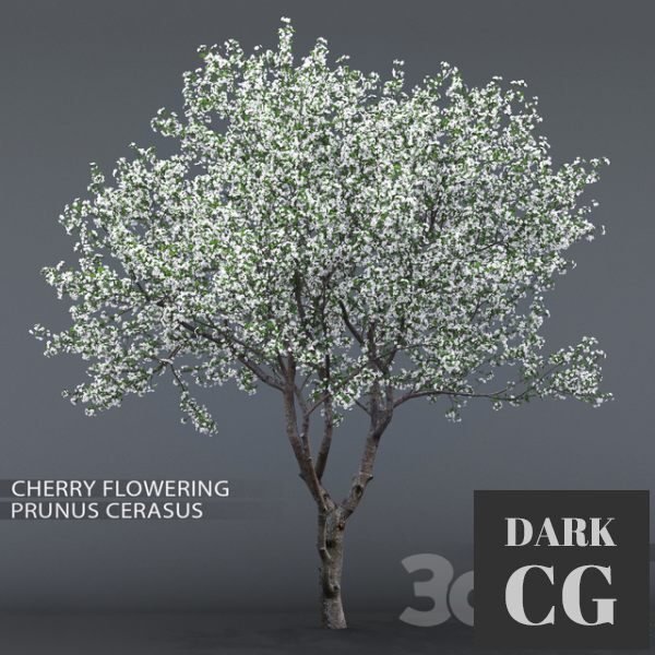 3D Model Cherry tree flowering Cerasus 1