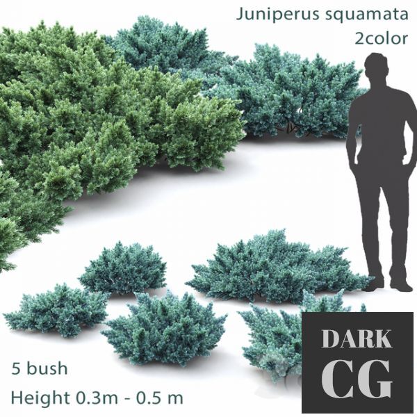 3D Model Juniper Squamata 1