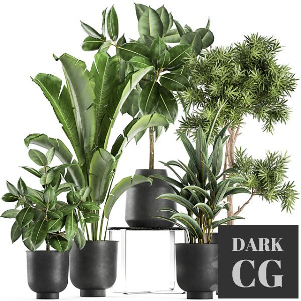 3D Model Plant collection 855