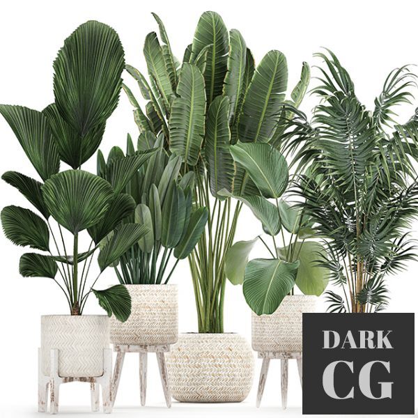 3D Model Plant Collection 713