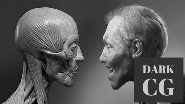 Udemy – Facial Anatomy & Character Portrait for Blender Artists