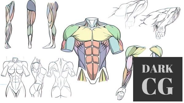 Udemy How To Draw Dynamic Anatomy Step By Step