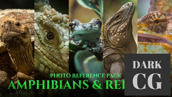 ArtStation Amphibians Reptiles Photo Reference Pack For Artists 197 JPEGs