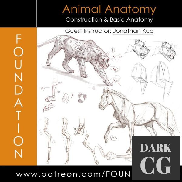Gumroad Foundation Patreon Animal Anatomy Construction Basic Anatomy w Jonathan Kuo