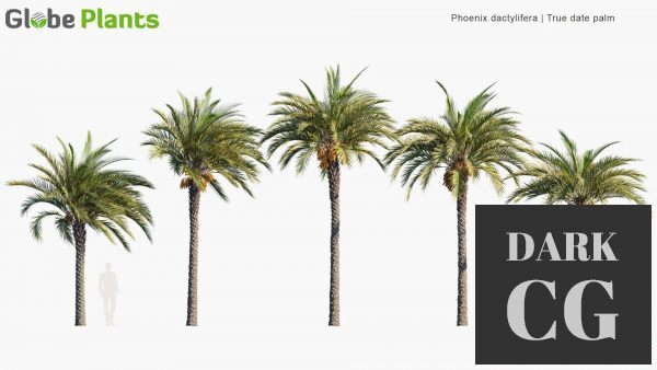 Globe Plants Phoenix Dactylifera True Date Palm 3D Models