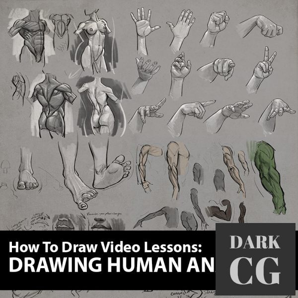 CreatureArtTeacher The Art of Aaron Blaise How to Draw Drawing Human Anatomy