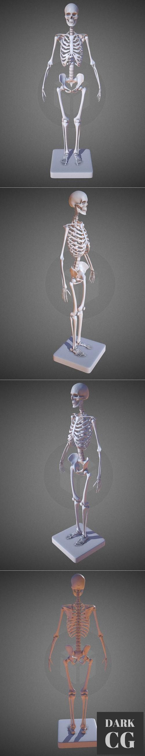 Female Skeleton – 3D Print