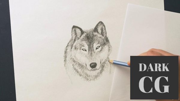 Udemy – The Ultimate Animal Drawing Course – Beginner To Advanced