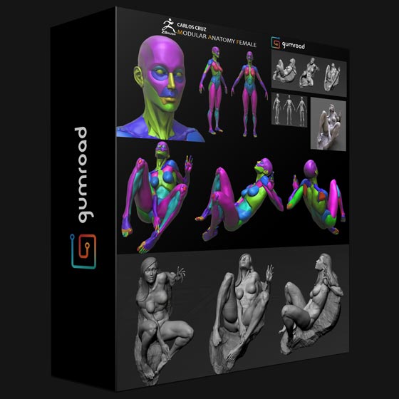 Gumroad Female Modular Anatomy